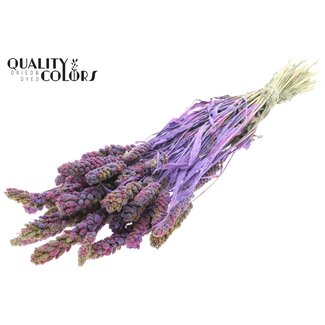 QC Dried Millet | Colour: Multicoloured Milka Purple | Pennisetum Dried Flowers | Length ± 60 centimetres | Weight 250 grams | Per bunch