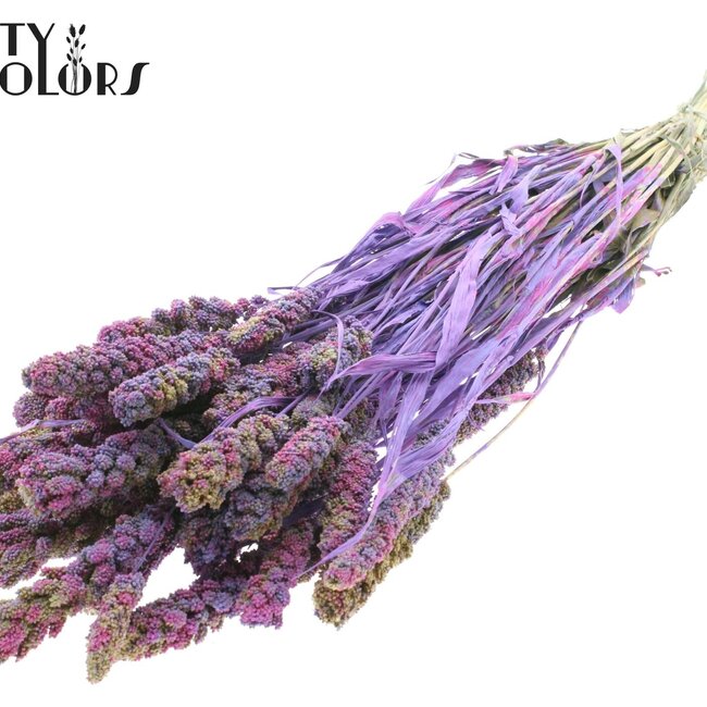 Millet Séché | Couleur : Multicolore Mauve Lait | Pennisetum Fleurs Séchées | Longueur ± 60 centimètres | Poids 250 grammes | Par bouquet