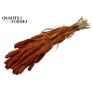 QC Gedroogde Gierst | Kleur: Oranje | Pennisetum Droogbloemen | Lengte ± 70 centimeter | Gewicht 250 gram | Per bos