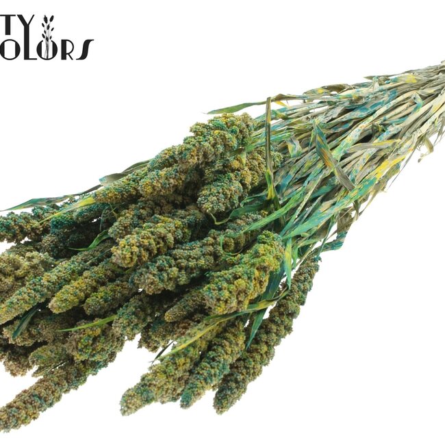 Millet Séché | Couleur : Vert Multicolore | Pennisetum Fleurs Séchées | Longueur ± 60 centimètres | Poids 250 grammes | Par bouquet