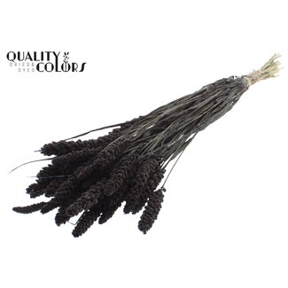 QC Dried Millet | Colour: Black | Pennisetum Dried Flowers | Length ± 70 centimetres | Weight 250 grams | Per bunch