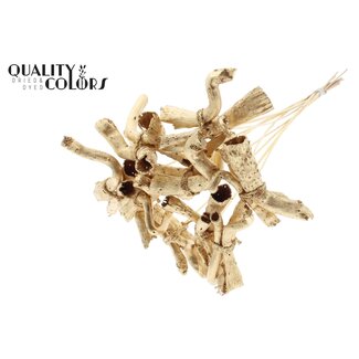 QC Gandiraj Branches on a Stick | Colour: Metallic Antique Gold | Gandiraj Insert Stick | Length ± 50 centimetres | 10 insert sticks per bunch