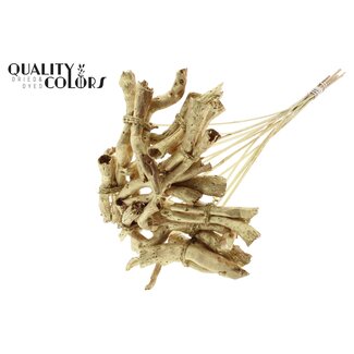 QC Gandiraj Schors op stok | Kleur: Metallic Goudkleurig | Gandiraj Bijsteker | Lengte ± 50 centimeter | 10 bijstekers per bos