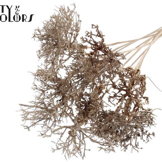 QC Dry Tree op stok | Kleur: Naturelle Bruin | Dry Tree Bijsteker | Lengte bijsteker ± 50 centimeter | 10 bijstekers per bos