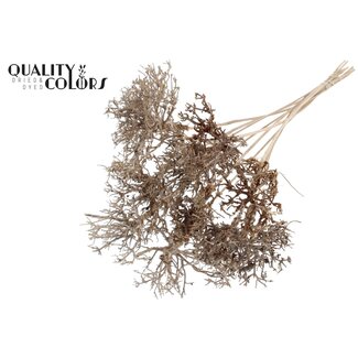 QC Dry Tree on stick | Colour: Natural Brown | Dry Tree Stick | Stick length ± 50 centimetres | 10 sticks per bunch