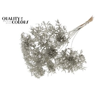 QC Dry Tree op stok | Kleur: Metallic Platinakleurig | Dry Tree Bijsteker | Lengte bijsteker ± 50 centimeter | 10 bijstekers per bos