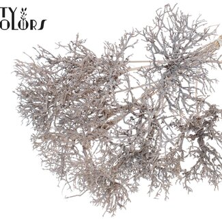 QC Dry Tree auf Stab | Farbe: Weiß | Dry Tree Steckstab | Länge Steckstab ± 50 Zentimeter | 10 Steckstäbe pro Bund