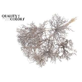 QC Dry Tree op stok | Kleur: Wit | Dry Tree Bijsteker | Lengte bijsteker ± 50 centimeter | 10 bijstekers per bos