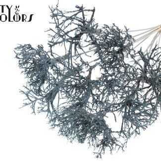 QC Dry Tree sur tige | Couleur : Bleu clair | Dry Tree Piquet | Longueur du piquet ± 50 centimètres | 10 piquets par bouquet