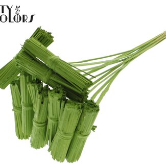 QC Kore Boeketje op stok | Kleur: Lichtgroen | Kore Bijsteker | Lengte bijsteker ± 50 centimeter | 10 bijstekers per bos