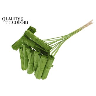 QC Kore Bouquet on Stick | Colour: Light Green | Kore Stick-in Decoration | Stick-in Length ± 50 centimetres | 10 stick-ins per bunch