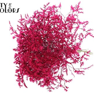 QC Lavande de mer séchée | Couleur : Cerise | Fleurs séchées Limonium Tataricum | Longueur ± 30 cm | Poids 45 grammes | Par bouquet