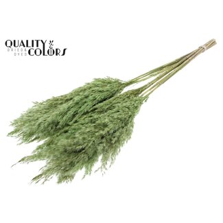 QC Getrocknete Pampasfedern | Farbe: Hellgrün | Pampas Trockenblumen | Länge ± 70 Zentimeter | 10 Federn pro Bund | Pro Bund