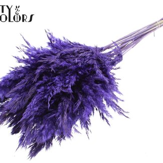 QC Gedroogde Pampas Pluimen | Kleur: Paars | Pampas Droogbloemen | Lengte ± 70 centimeter | 10 pluimen per bos | Per bos