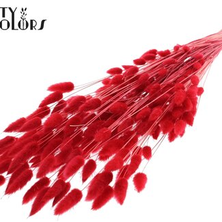 QC Getrocknete Gebleichte Hasenschwänzchen Premium | Farbe: Rot | Lagurus Ovatus Trockenblumen | Länge ± 70 Zentimeter | Gewicht 100 Gramm | Pro Bund