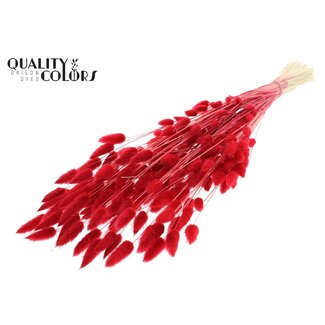 QC Gedroogde Gebleekte Hazenstaartjes Premium | Kleur: Rood | Lagurus Ovatus droogbloemen | Lengte ± 70 centimeter | Gewicht 100 gram | Per bos