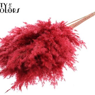 QC Getrocknete Pampasgraswedel | Farbe: Rot | Pampas Trockenblumen | Länge ± 70 Zentimeter | 10 Wedel pro Bund | Pro Bund