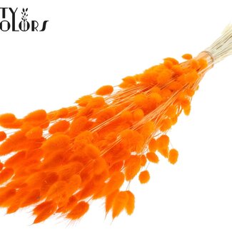 QC Dried Bleached Bunny Tails Premium | Colour: Orange | Lagurus Ovatus dried flowers | Length ± 70 centimetres | Weight 100 grams | Per bunch