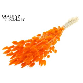 QC Gedroogde Gebleekte Hazenstaartjes Premium | Kleur: Oranje | Lagurus Ovatus droogbloemen | Lengte ± 70 centimeter | Gewicht 100 gram | Per bos