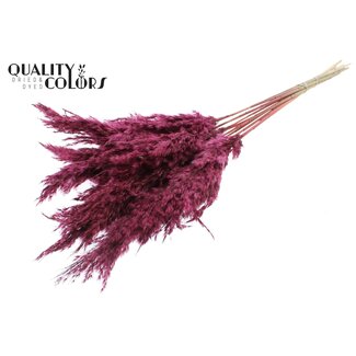 QC Dried Pampas Plumes | Colour: Bordeaux Red | Pampas Dried Flowers | Length ± 70 centimetres | 10 plumes per bunch | Per bunch