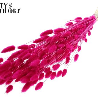 QC Gedroogde Gebleekte Hazenstaartjes Premium | Kleur: Lilakleurig | Lagurus Ovatus droogbloemen | Lengte ± 70 centimeter | Gewicht 100 gram | Per bos