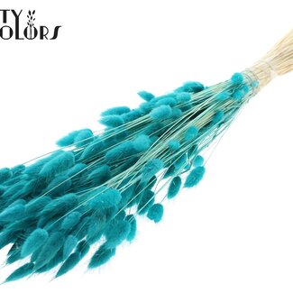 QC Queue de lièvre séchée blanchie Premium | Couleur : Turquoise | Fleurs séchées Lagurus Ovatus | Longueur ± 70 centimètres | Poids 100 grammes | Par bouquet