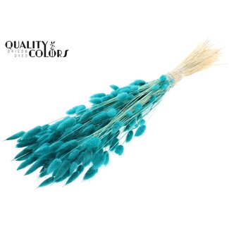 QC Gedroogde Gebleekte Hazenstaartjes Premium | Kleur: Turquoise | Lagurus Ovatus droogbloemen | Lengte ± 70 centimeter | Gewicht 100 gram | Per bos