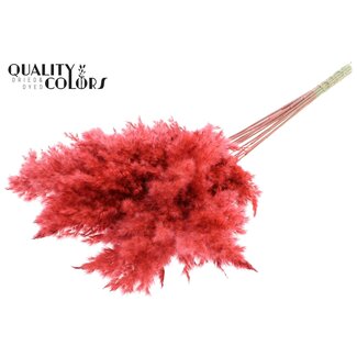 QC Dried Pampas Plumes | Colour: Coral | Pampas Dried Flowers | Length ± 70 centimetres | 10 plumes per bunch | Per bunch