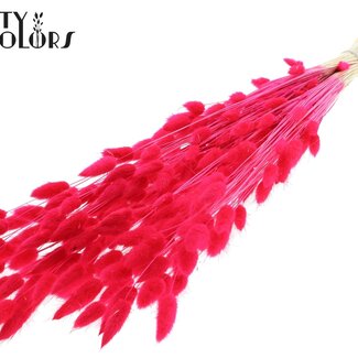 QC Dried Bleached Bunny Tails Premium | Colour: Cherry-Coloured | Lagurus Ovatus Dried Flowers | Length ± 70 centimetres | Weight 100 grams | Per bunch