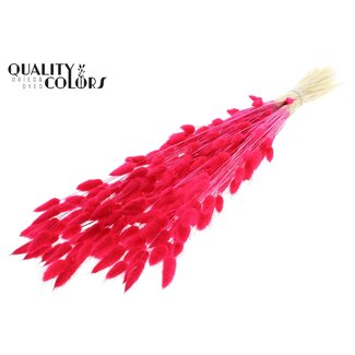 QC Dried Bleached Bunny Tails Premium | Colour: Cherry-Coloured | Lagurus Ovatus Dried Flowers | Length ± 70 centimetres | Weight 100 grams | Per bunch