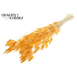 QC Gedroogde Gebleekte Hazenstaartjes Premium | Kleur: Zalmkleurig | Lagurus Ovatus droogbloemen | Lengte ± 70 centimeter | Gewicht 100 gram | Per bos