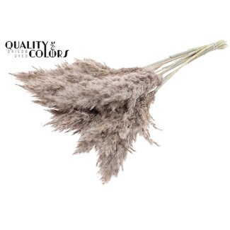 QC Gedroogde Pampas Pluimen | Kleur: Frosted Wit | Pampas Droogbloemen | Lengte ± 70 centimeter | 10 pluimen per bos | Per bos
