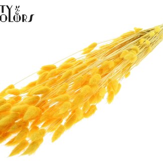 QC Getrocknete Gebleichte Hasenschwänzchen Premium | Farbe: Gelb | Lagurus Ovatus Trockenblumen | Länge ± 70 Zentimeter | Gewicht 100 Gramm | Pro Bund