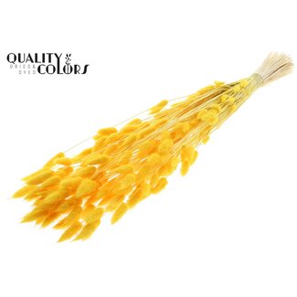 QC Dried Bleached Bunny Tails Premium | Colour: Yellow | Lagurus Ovatus dried flowers | Length ± 70 centimetres | Weight 100 grams | Per bunch