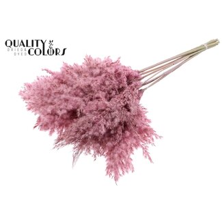 QC Dried Pampas Plumes | Colour: Frosted Pink | Pampas Dried Flowers | Length ± 70 centimetres | 10 plumes per bunch | Per bunch