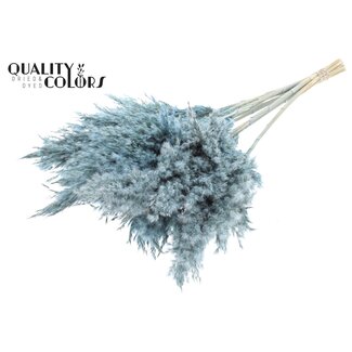 QC Getrocknete Pampasfedern | Farbe: Frosted Hellblau | Pampas Trockenblumen | Länge ± 70 Zentimeter | 10 Federn pro Bund | Pro Bund
