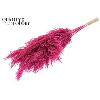 QC Dried Pampas Plumes | Colour: Frosted Cherry | Pampas Dried Flowers | Length ± 70 centimetres | 10 plumes per bunch | Per bunch