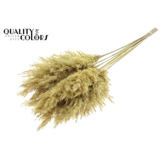 QC Getrocknete Pampasgraswedel | Farbe: Frosted Gelb | Pampas Trockenblumen | Länge ± 70 Zentimeter | 10 Wedel pro Bund | Pro Bund