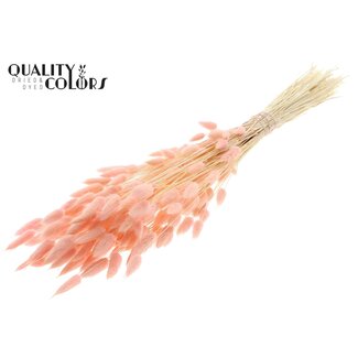 QC Getrocknete Gebleichte Hasenschwänzchen Premium | Farbe: Hellrosa | Lagurus Ovatus Trockenblumen | Länge ± 70 Zentimeter | Gewicht 100 Gramm | Pro Bund
