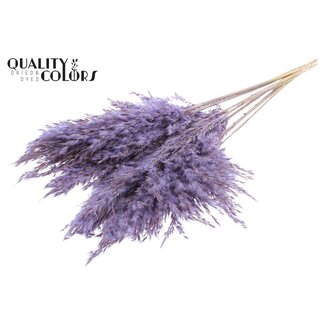 QC Gedroogde Pampas Pluimen | Kleur: Frosted Milkapaars | Pampas Droogbloemen | Lengte ± 70 centimeter | 10 pluimen per bos | Per bos