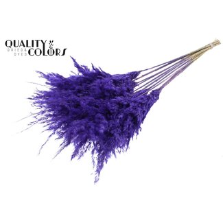 QC Gedroogde Pampas Pluimen | Kleur: Frosted Paars | Pampas Droogbloemen | Lengte ± 70 centimeter | 10 pluimen per bos | Per bos