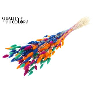 QC Gedroogde Gebleekte Hazenstaartjes Premium | Neon Dusk | Kleur: Gemengde Kleuren | Lagurus Ovatus droogbloemen | Lengte ± 70 centimeter | Gewicht 100 gram | Per bos