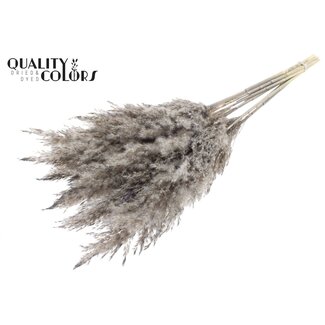 QC Plumes de Pampas Séchées | Couleur : Gris Givré | Fleurs Séchées de Pampas | Longueur ± 70 centimètres | 10 plumes par bouquet | Par bouquet