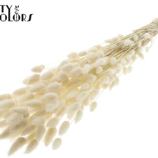 QC Getrocknete Gebleichte Hasenschwänzchen Premium | Farbe: Weiß | Lagurus Ovatus Trockenblumen | Länge ± 70 Zentimeter | Gewicht 100 Gramm | Pro Bund