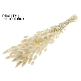 QC Gedroogde Gebleekte Hazenstaartjes Premium | Kleur: Wit | Lagurus Ovatus droogbloemen | Lengte ± 70 centimeter | Gewicht 100 gram | Per bos