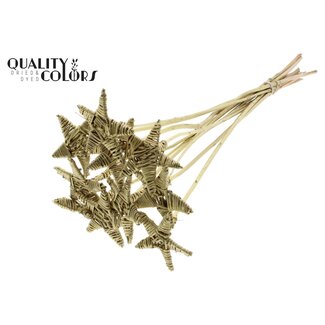QC Rattan Lata Star on stick | Colour: Gold-coloured | Lata Star flat plant stick | Length ± 50 centimetres | 10 plant sticks per bunch