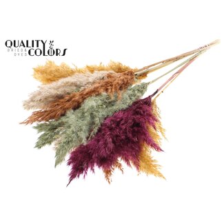 QC Gedroogde Pampas Pluimen “Pumpkin Spice Mix” | Kleur: Gemengde Kleuren | Pampas Droogbloemen | Lengte ± 70 centimeter | 10 pluimen per bos | Per bos