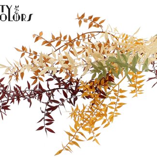 QC Ruscus séché “Mélange Pumpkin Spice” | Couleur : Couleurs mélangées | Fleurs séchées de Ruscus | Longueur ± 70 centimètres | 10 branches par bouquet | Par bouquet