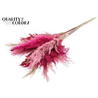 QC Gedroogde Pampas Pluimen “Lady Mix” | Kleur: Gemengde Kleuren | Pampas Droogbloemen | Lengte ± 70 centimeter | 10 pluimen per bos | Per bos