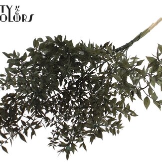 QC Ruscus séché | Couleur : Noir | Fleurs séchées de Ruscus | Longueur ± 70 centimètres | 10 tiges par bouquet | Par bouquet